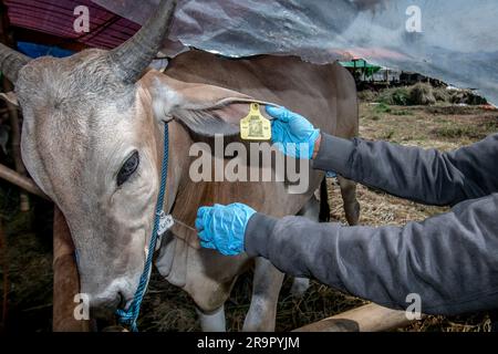 Bogor, Indonesien. 26. Juni 2023. Ein Tierarzt Check Gesundheit eine Kuh um Lumpy-skin-Krankheit auf einem Viehmarkt in Bogor, West Java, Indonesien, zu verhindern, am 26. Juni 2023. (Foto: Andi M Ridwan/INA Photo Agency/Sipa USA) Guthaben: SIPA USA/Alamy Live News Stockfoto