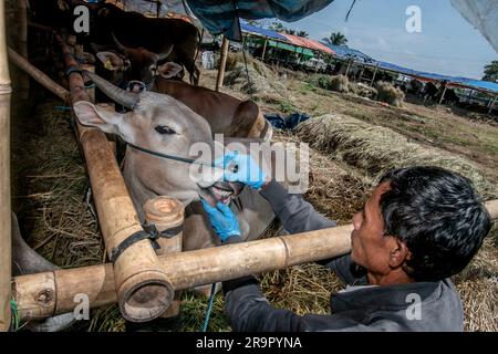 Bogor, Indonesien. 26. Juni 2023. Ein Tierarzt Check Gesundheit eine Kuh um Lumpy-skin-Krankheit auf einem Viehmarkt in Bogor, West Java, Indonesien, zu verhindern, am 26. Juni 2023. (Foto: Andi M Ridwan/INA Photo Agency/Sipa USA) Guthaben: SIPA USA/Alamy Live News Stockfoto