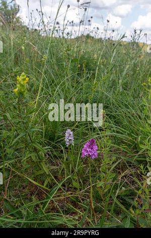 Im Juni oder Sommer auf dem Ivinghoe Beacon in Buckinghamshire, England, Großbritannien, wachsende Kreidegrasblumen, einschließlich wilder Orchideen Stockfoto