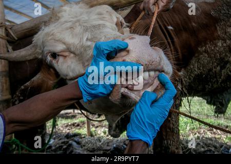 Bogor, Indonesien. 26. Juni 2023. Ein Tierarzt Check Gesundheit eine Kuh um Lumpy-skin-Krankheit auf einem Viehmarkt in Bogor, West Java, Indonesien, zu verhindern, am 26. Juni 2023. (Foto: Andi M Ridwan/INA Photo Agency/Sipa USA) Guthaben: SIPA USA/Alamy Live News Stockfoto