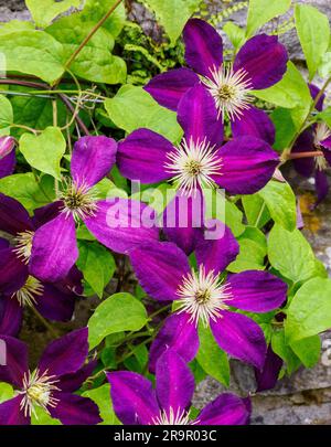 Samtige lila Blumen von Clematis Jackmanii an einer Gartenwand in Wales, Großbritannien Stockfoto