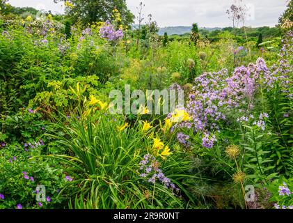 Üppige Pflanzen von krautigen Grenzen in den Aberglasney Gardens in South Wales UK mit gelbem Hemerocallis Blue Campanula und Thalictrum Stockfoto