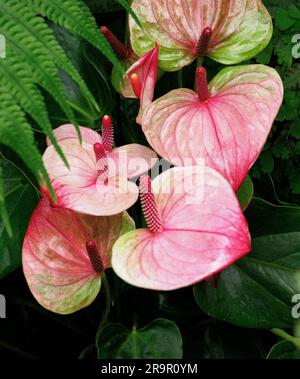 Flamingo Flower Anthurium andraeanum mit seinen wachsfarbenen rosa Spathes und rotem Spadix, ein Einheimischer des tropischen Südamerikas, der als Haustier verwendet wurde Stockfoto