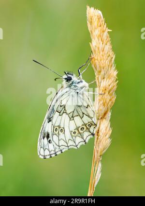 Marmorierte weiße Melanargia galathea ruht auf einem trockenen Grasglüm auf einer Wiese von Somerset UK Stockfoto