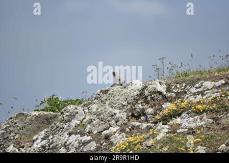 Wildes Kaninchen (Oryctolagus cuniculus), das im Juni auf der Isle of man, Großbritannien, über den Gipfel des Lichen Covered Rock späht Stockfoto