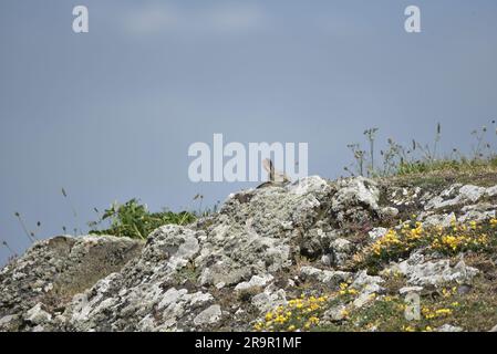 Wild Rabbit (Oryctolagus cuniculus) Head and ears in Right-Profile, Peeping over the Top of Coastal Rock auf der Isle of man, Großbritannien im Sommer Stockfoto