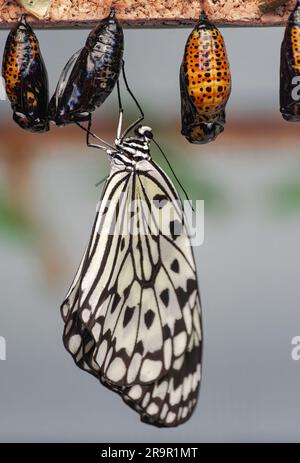 Der Papierdrachen-Schmetterling (Idee Leuconus), der aus Chrysalis schlüpft Stockfoto