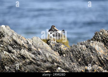 Eurasian Oystercatcher (Haematopus ostralegus) auf Felsen im linken Profil, Blick in die untere rechte Ecke des Bildes, mit blauem Meer Hintergrund Stockfoto