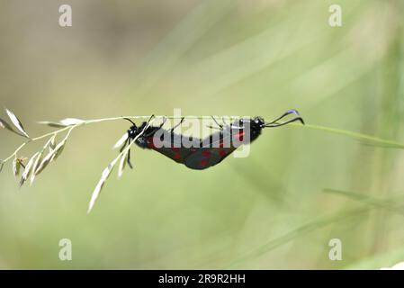 Makrobild von zwei paarenden Fünffleck-Burnet-Motten (Zygaena trifolii), die unter einer horizontalen Grasklinge vor einem verschwommenen Hintergrund hängen Stockfoto