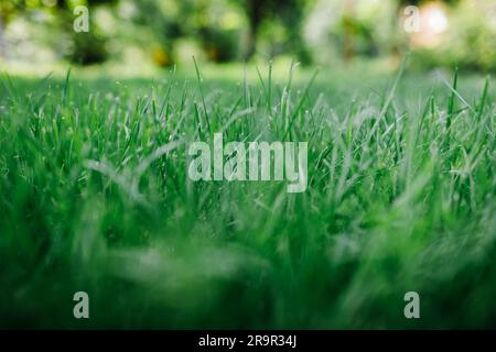 Makroansicht des Rasengrases im Garten des Wohnzentrums. Stockfoto