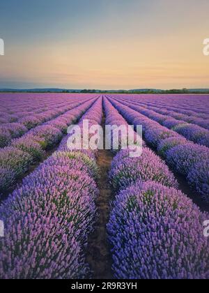 Malerische Szene mit blühendem Lavendelfeld. Wunderschöne lila rosa Blumen in warmem Sommerlicht. Duftende lavandelpflanzen blühen auf der Wiese, ve Stockfoto