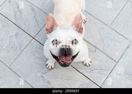Porträt von weißer französischer Bulldogge Stockfoto