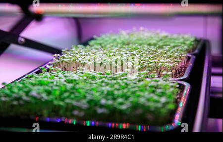 Microgreens wachsen im Produktionsbereich der NASA in der Space Station Processing Facility des Kennedy Space Centers. Die Feldfrüchte sind für den Einsatz auf der Internationalen Raumstation vorgesehen, um frische, nahrhafte Lebensmittel zu liefern und die Ermüdung der Menüs zu verringern. Stockfoto