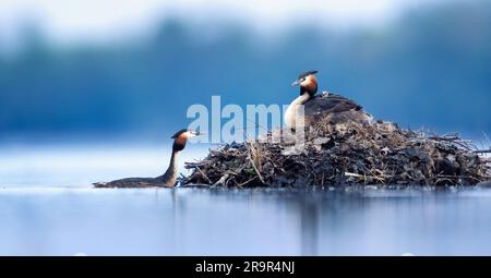 Podiceps Cristatus schwimmt auf dem Wasser und tanzt vor der Hochzeit und füttert die Jungen, das beste Foto. Stockfoto