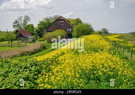 Rapssamen wachsen in Hülle und Fülle auf einem alten Deich auf der Naturinsel Tiengemeten in den Niederlanden Stockfoto
