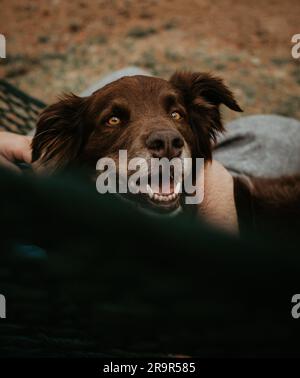 Glücklicher Hund in der Hängematte, der direkt in die Kamera schaut Stockfoto