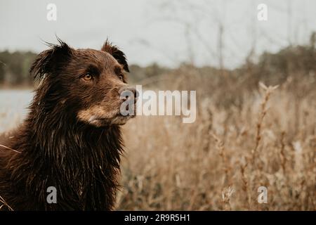 Der Hund schaut in die Ferne im Feld Stockfoto