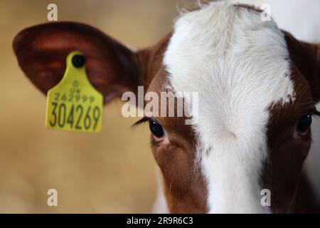 Kühe auf der Goodwood Farm in Chichester, West Sussex, Großbritannien. Stockfoto