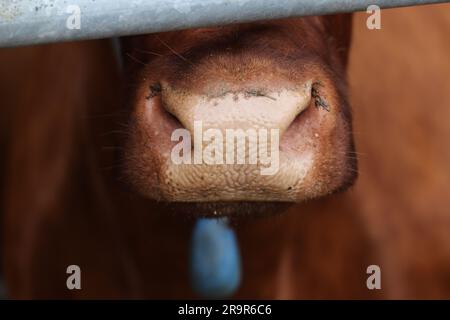 Kühe auf der Goodwood Farm in Chichester, West Sussex, Großbritannien. Stockfoto