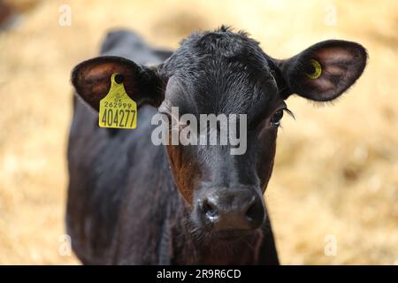 Kühe auf der Goodwood Farm in Chichester, West Sussex, Großbritannien. Stockfoto