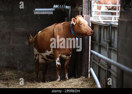 Kühe auf der Goodwood Farm in Chichester, West Sussex, Großbritannien. Stockfoto