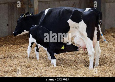 Kühe auf der Goodwood Farm in Chichester, West Sussex, Großbritannien. Stockfoto