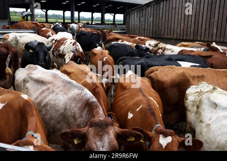 Kühe auf der Goodwood Farm in Chichester, West Sussex, Großbritannien. Stockfoto