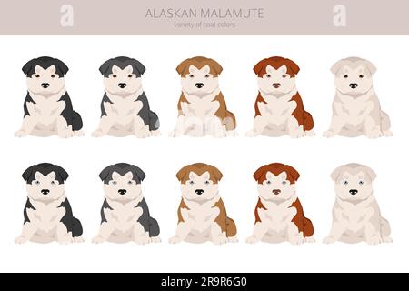 Alaska malamute alle Farben Hündchen Clipart. Verschiedene Mantelfarben und Posen. Vektordarstellung Stock Vektor