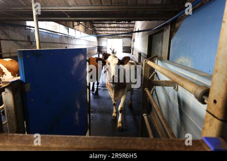 Kühe auf der Goodwood Farm in Chichester, West Sussex, Großbritannien. Stockfoto