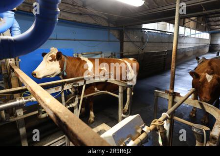 Kühe auf der Goodwood Farm in Chichester, West Sussex, Großbritannien. Stockfoto