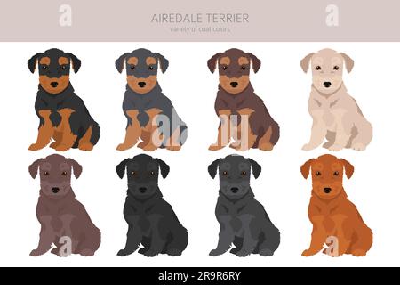 Airedale Terrier Welpen alle Farben treffen. Verschiedene Mantelfarben eingestellt. Vektordarstellung Stock Vektor