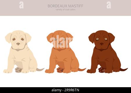 Bordeaux Mastiff Welpen Clipart. Verschiedene Mantelfarben und Posen. Vektordarstellung Stock Vektor