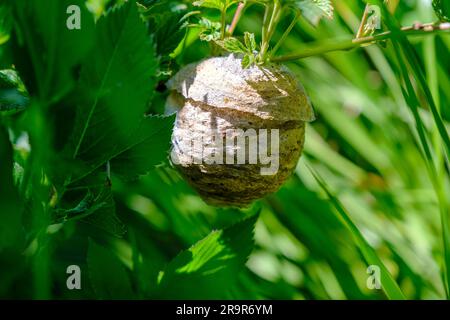 Wespen nisten im Sommer im Wald. Für wilde Bienen ein graues Papierhaus, das zwischen grünen Bäumen und Büschen hängt. Natur und Tierwelt. Makro Stockfoto