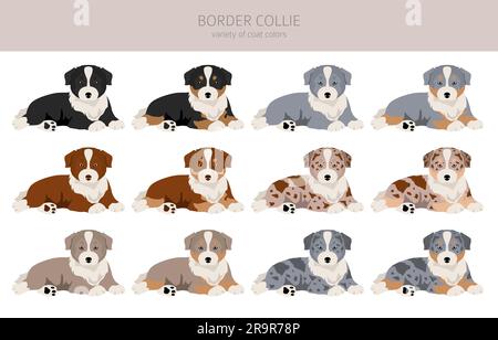 Border Collie Welpen Clipart. Alle Mantelfarben eingestellt. Infografik zu den Merkmalen aller Hunderassen. Vektordarstellung Stock Vektor