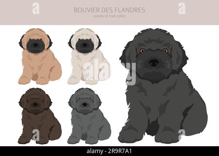 Bouvier des Flandres Welpen Clipart. Verschiedene Mantelfarben und Posen. Vektordarstellung Stock Vektor