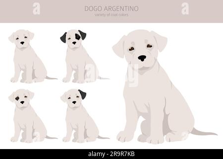 Argentinische Hundewelpen-Clipart. Verschiedene Posen, verschiedene Mantelfarben. Vektordarstellung Stock Vektor