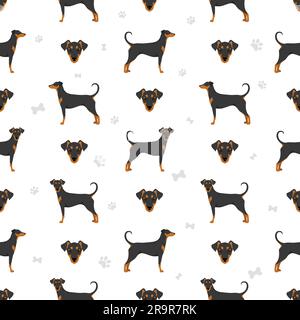 Deutsch Pinscher nahtlose Muster. Verschiedene Posen, Fellfarben eingestellt. Vektorgrafik Stock Vektor