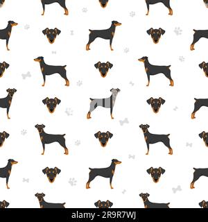 Deutsch Pinscher nahtlose Muster. Verschiedene Posen, Fellfarben eingestellt. Vektorgrafik Stock Vektor