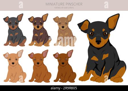 Miniatur-Pinscher-Welpen-Clipart. Verschiedene Posen, verschiedene Mantelfarben. Vektordarstellung Stock Vektor