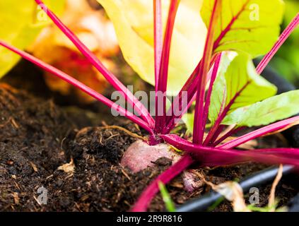 Rote Bete im Sommergarten. Anbau von biologischem Rübengemüse Urban Gardening. Konzept des nachhaltigen Lebens. Stockfoto