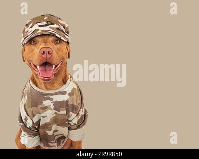Süßer brauner Hund, Militärhemd und Militärmütze Stockfoto