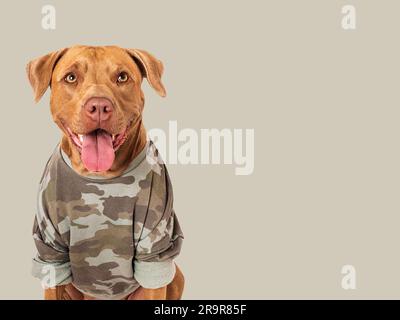 Süßes braunes Hunde- und Militärhemd. Nahaufnahme Stockfoto
