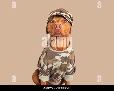Süßer brauner Hund, Militärhemd und Militärmütze Stockfoto