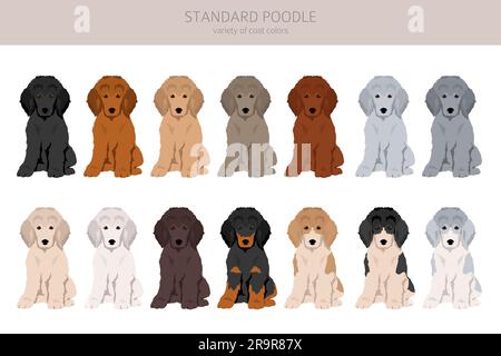 Standard-Pudelwelpen-Clipart. Verschiedene Posen, verschiedene Mantelfarben. Vektordarstellung Stock Vektor