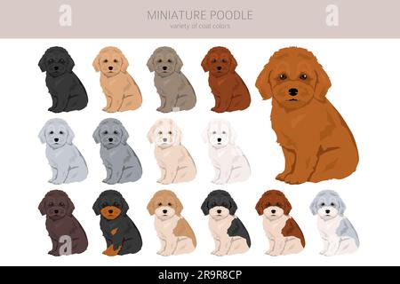 Miniaturpudelwelpen-Clipart. Verschiedene Posen, verschiedene Mantelfarben. Vektordarstellung Stock Vektor