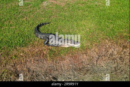 Blick auf einen Florida Cocodrilo - Allagartor hinter den Vororten in Tampa Stockfoto