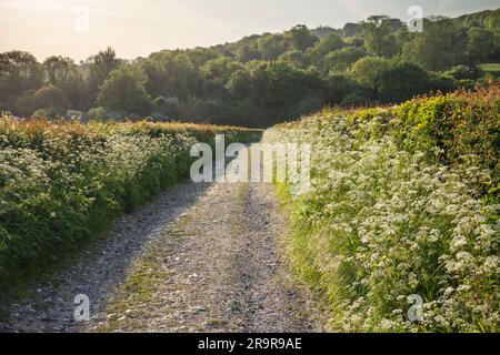 Country Track gesäumt mit KuhPetersilie im frühen Morgensonnenlicht, Burghclere, Hampshire, England, Vereinigtes Königreich, Europa Stockfoto