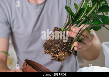 Zamioculcas aus einem kleinen Topf in einen großen zu transplantieren. Ein Mann zieht eine Zimmerpflanze aus einem alten Topf. Frühjahrsgärtnerei. Stockfoto