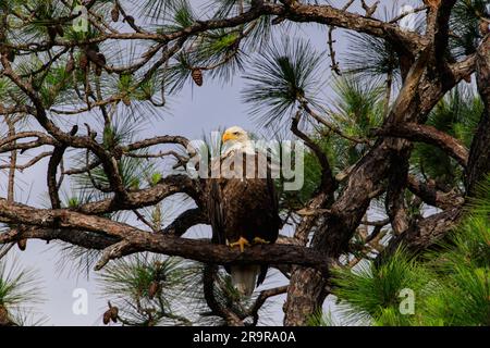 Baby Eagle Flugtag. Am 10. April 2023 steht ein amerikanischer Weißkopfseeadler hoch oben in einem Baum über seinem Nest im Kennedy Space Center der NASA in Florida. Das Nest befindet sich in der Nähe des Kennedy Parkway, etwa zwei Meilen (3,2 km) vom Vehicle Assembly Building entfernt. Der Erwachsene Adler ist Teil eines Paares, das kürzlich ein neues Zuhause in diesem Baum baute, nachdem Stürme ihr ursprüngliches Nest, das ca. 50 Meter entfernt liegt, schwer beschädigt hatten. Dieses Nest wurde 1973 erbaut und wurde seit 1975 fast jedes Jahr von Adlern genutzt. Kennedy beherbergt derzeit etwa 20 nistende Paare Weißkopfseeadler. Stockfoto