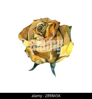 Aquarell Gold Rose. Gelbe Blumen isoliert auf weiß. Handbemalte alte alte Arrangements. Botanische Illustration für Karten, Hochzeitsdesign Stockfoto